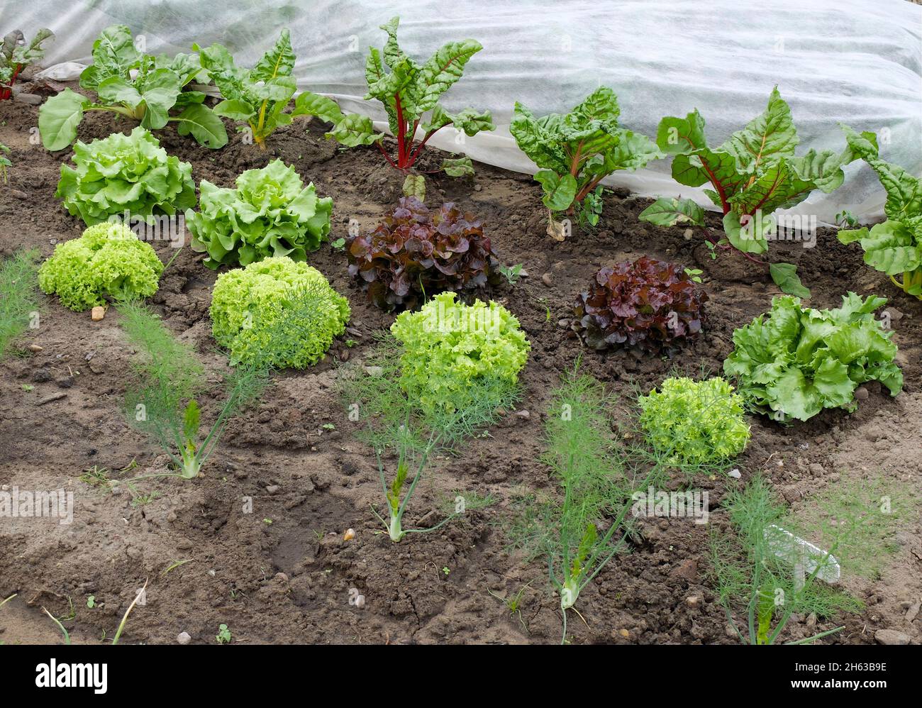 cultura mista nel letto: finocchio (foeniculum vulgare), lattuga (lattuga sativa), strutto svizzero (beta vulgaris) Foto Stock