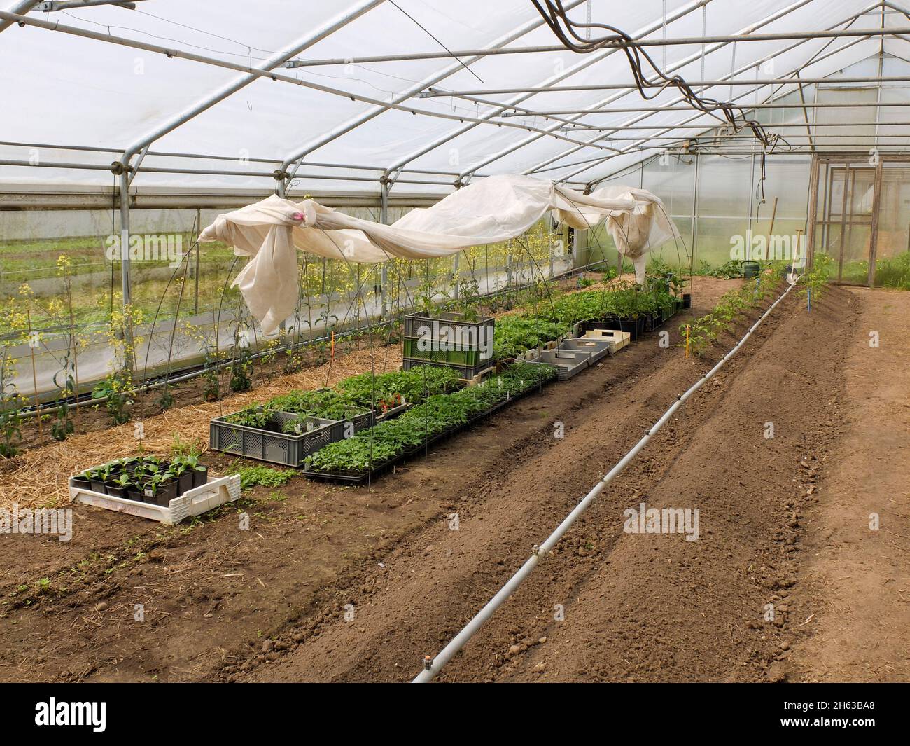 preferisca le piante giovani nella serra Foto Stock