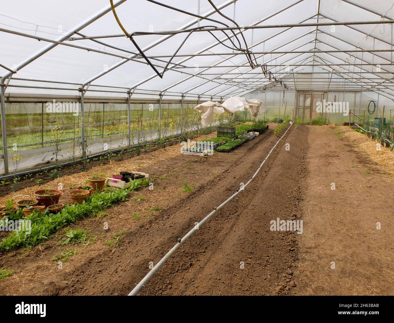preferisca le piante giovani nella serra Foto Stock