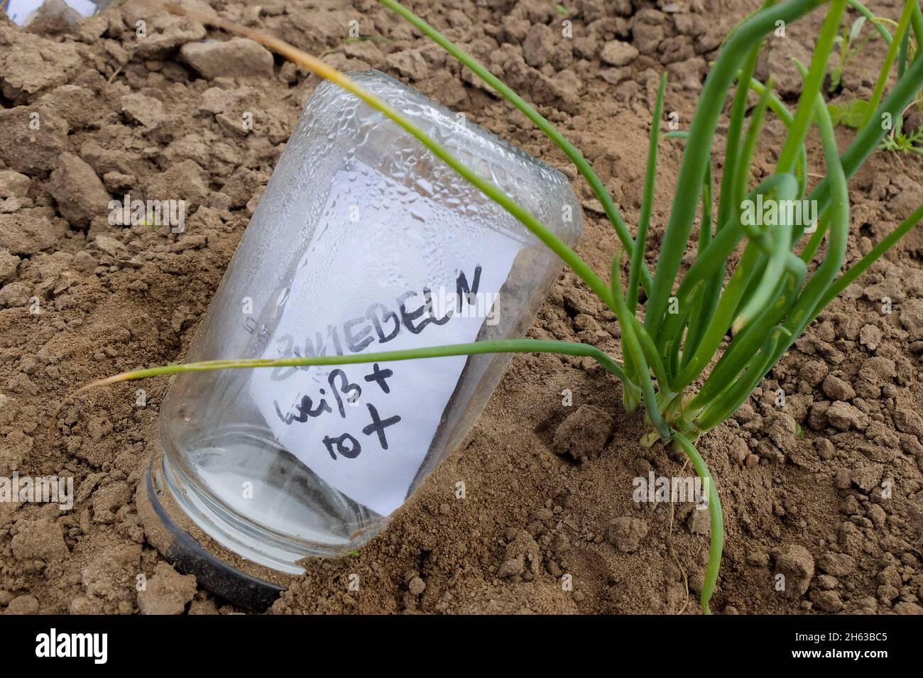 etichetta pianta, scritta nel vaso di marmellata Foto Stock