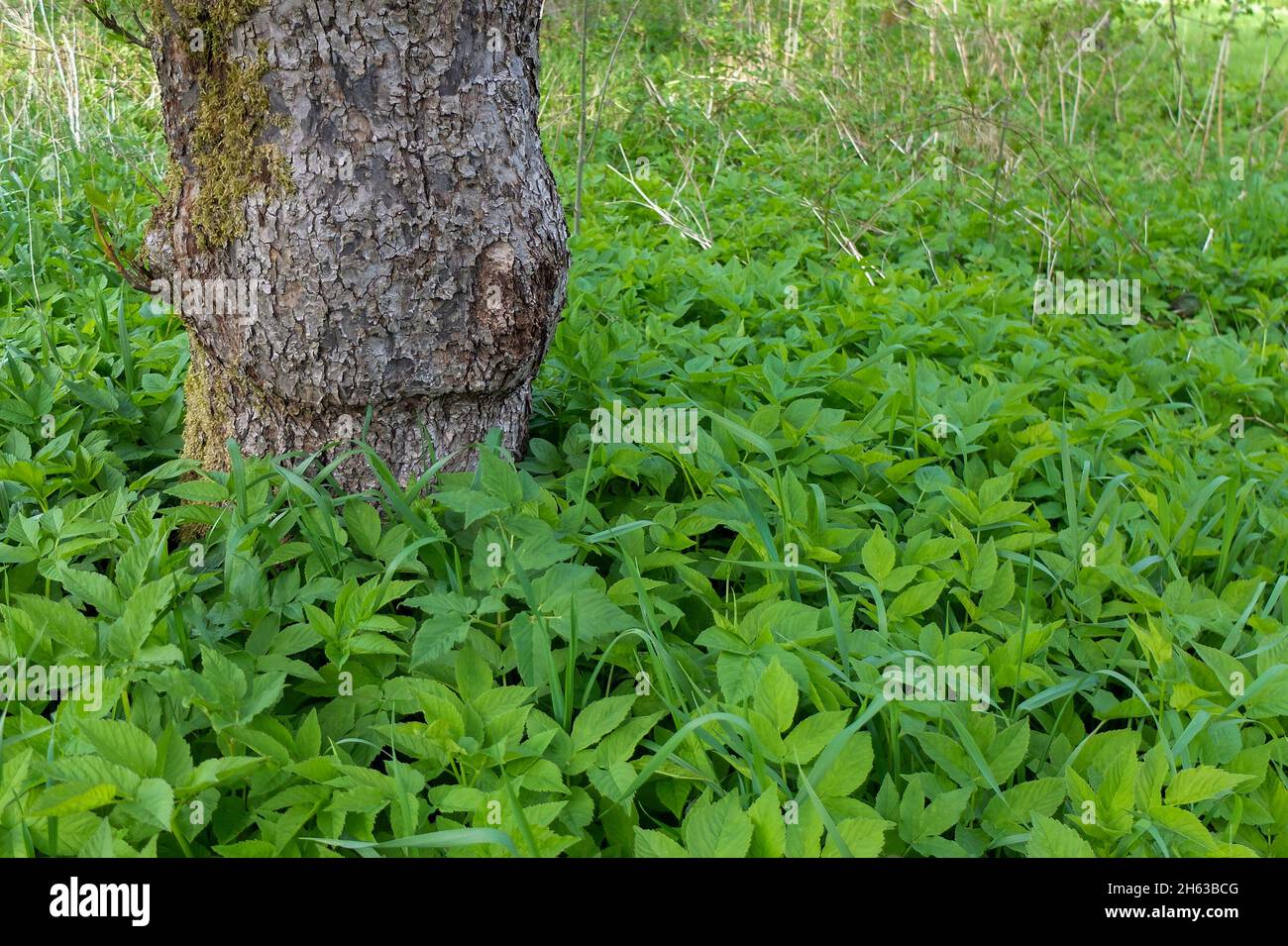 sambuco macinato (egopodium podagraria) sotto il tronco dell'albero Foto Stock