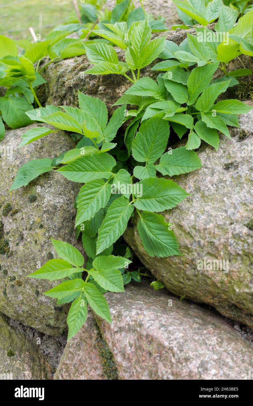 sambuco macinato (egopodium podagraria) tra le pietre Foto Stock