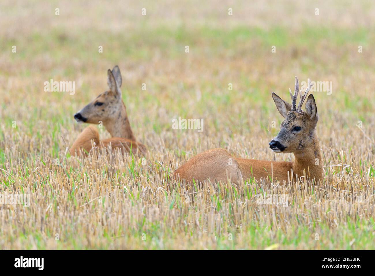 roebuck (capreolus capreolus) e doe su un campo di stoppia durante la stagione delle foglie, luglio, estate, assia, germania Foto Stock