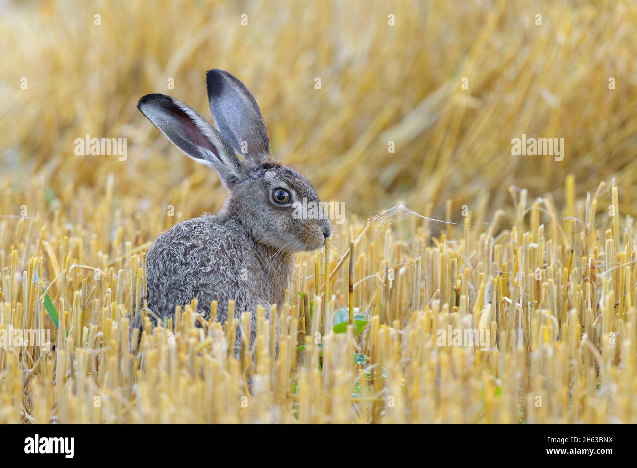 lepre marrone giovane (lepus europaeus) su un campo di stoppia,luglio,estate,assia,germania Foto Stock