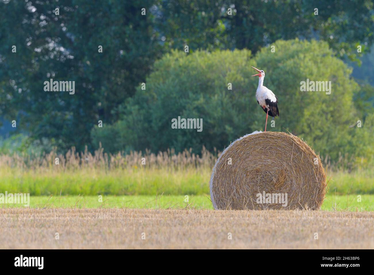 cicogna bianca (ciconia ciconia) su una palla rotonda,luglio,estate,assia,germania, Foto Stock