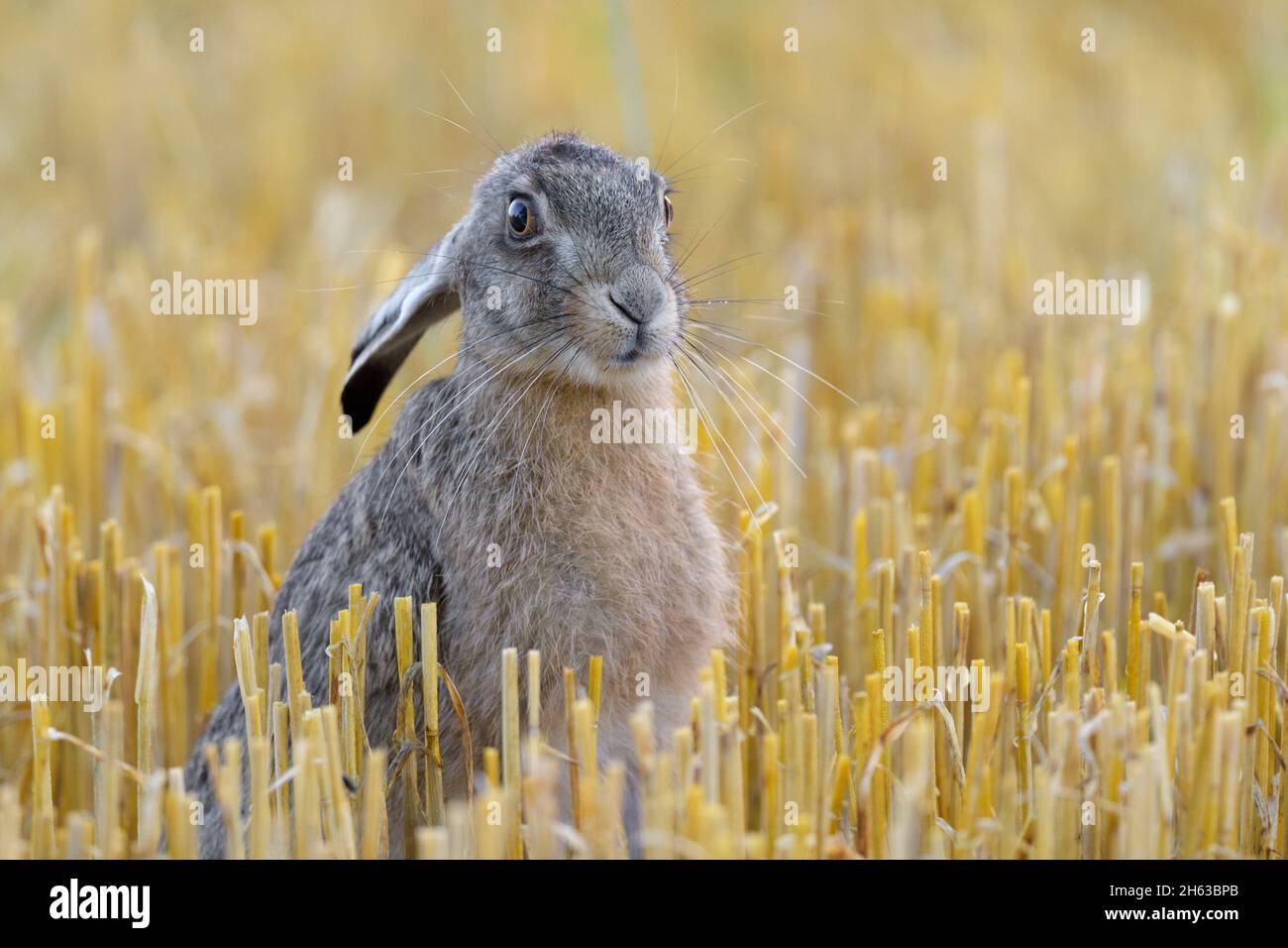 lepre marrone giovane (lepus europaeus) su un campo di stoppia,luglio,estate,assia,germania Foto Stock