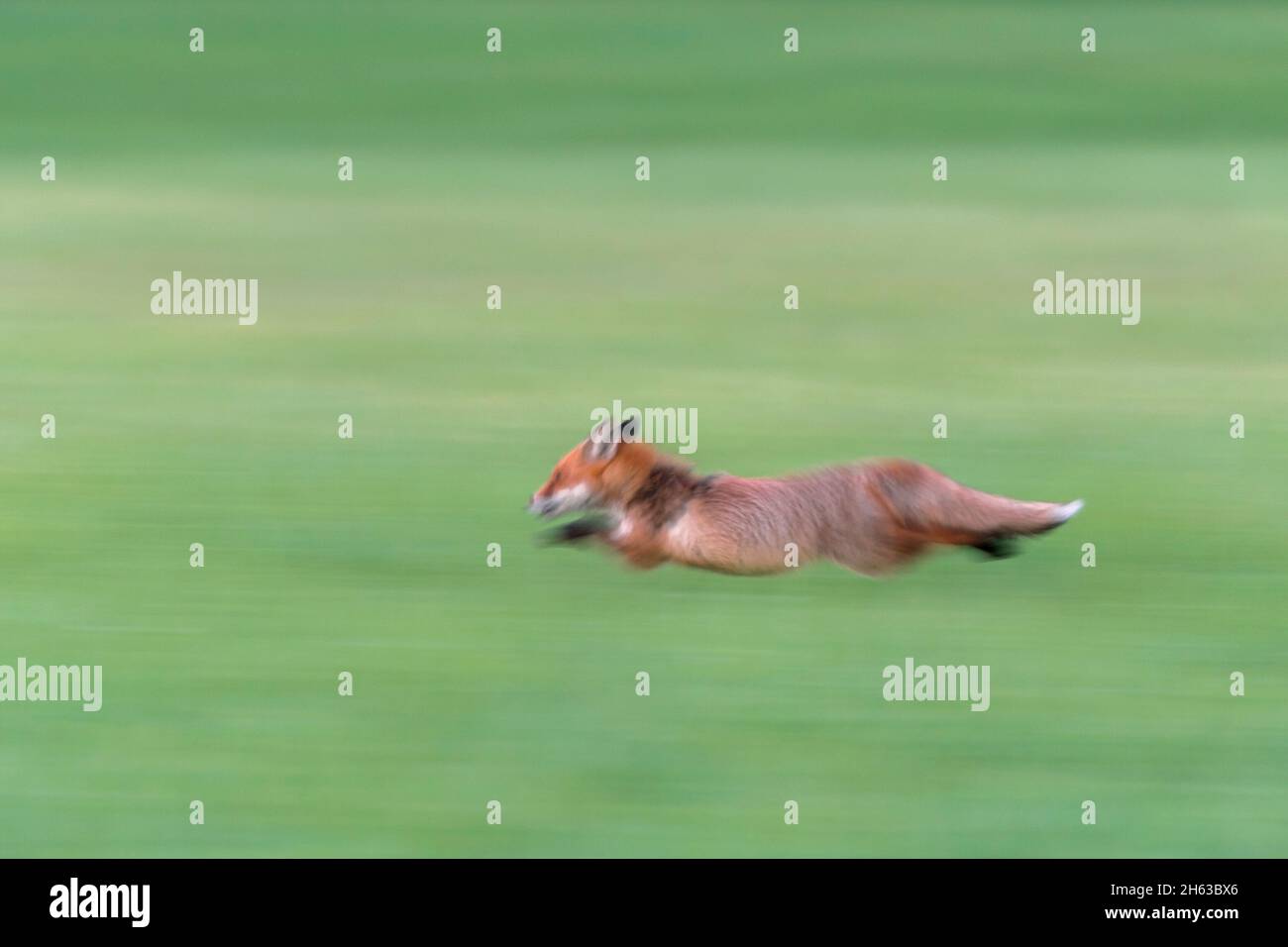 volpe rosso fuggitivo in un prato, vulpes vulpes, aprile, assia, germania, europa Foto Stock
