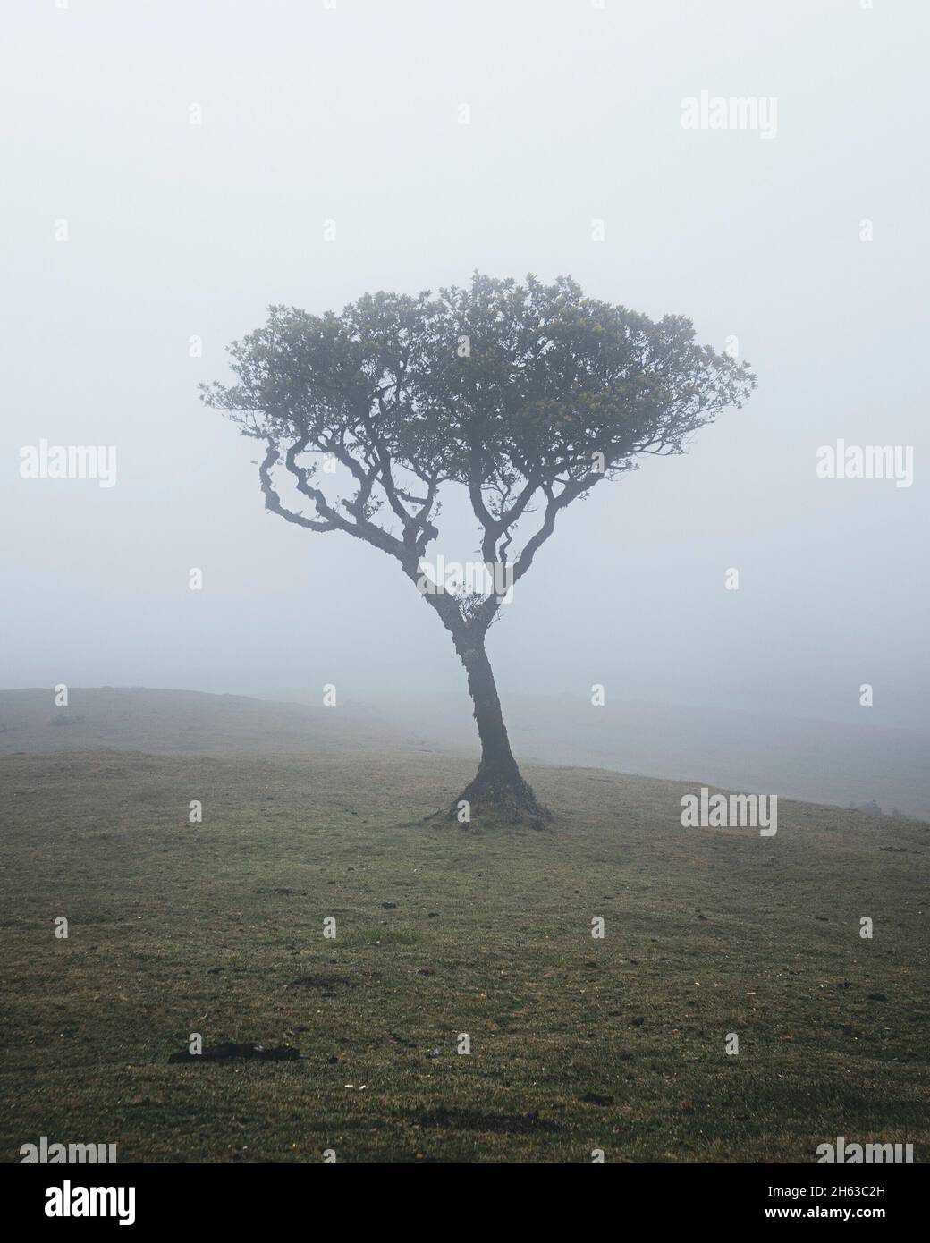 albero singolo nelle alture nebbia dell'isola di madeira. Foto Stock