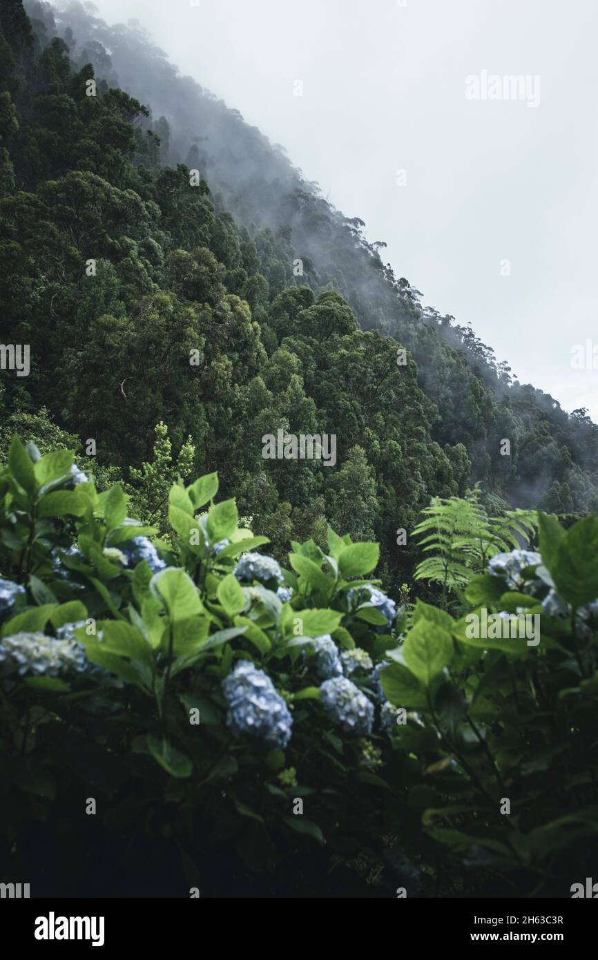 fiori in primo piano nella foresta nuvolosa sull'isola di madeira. Foto Stock