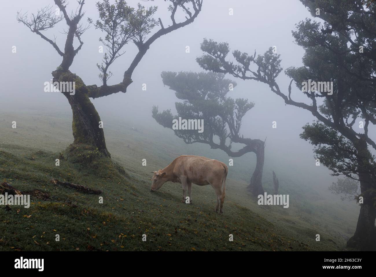 alberi di laurel e mucca negli altopiani dell'isola di madeira. Foto Stock