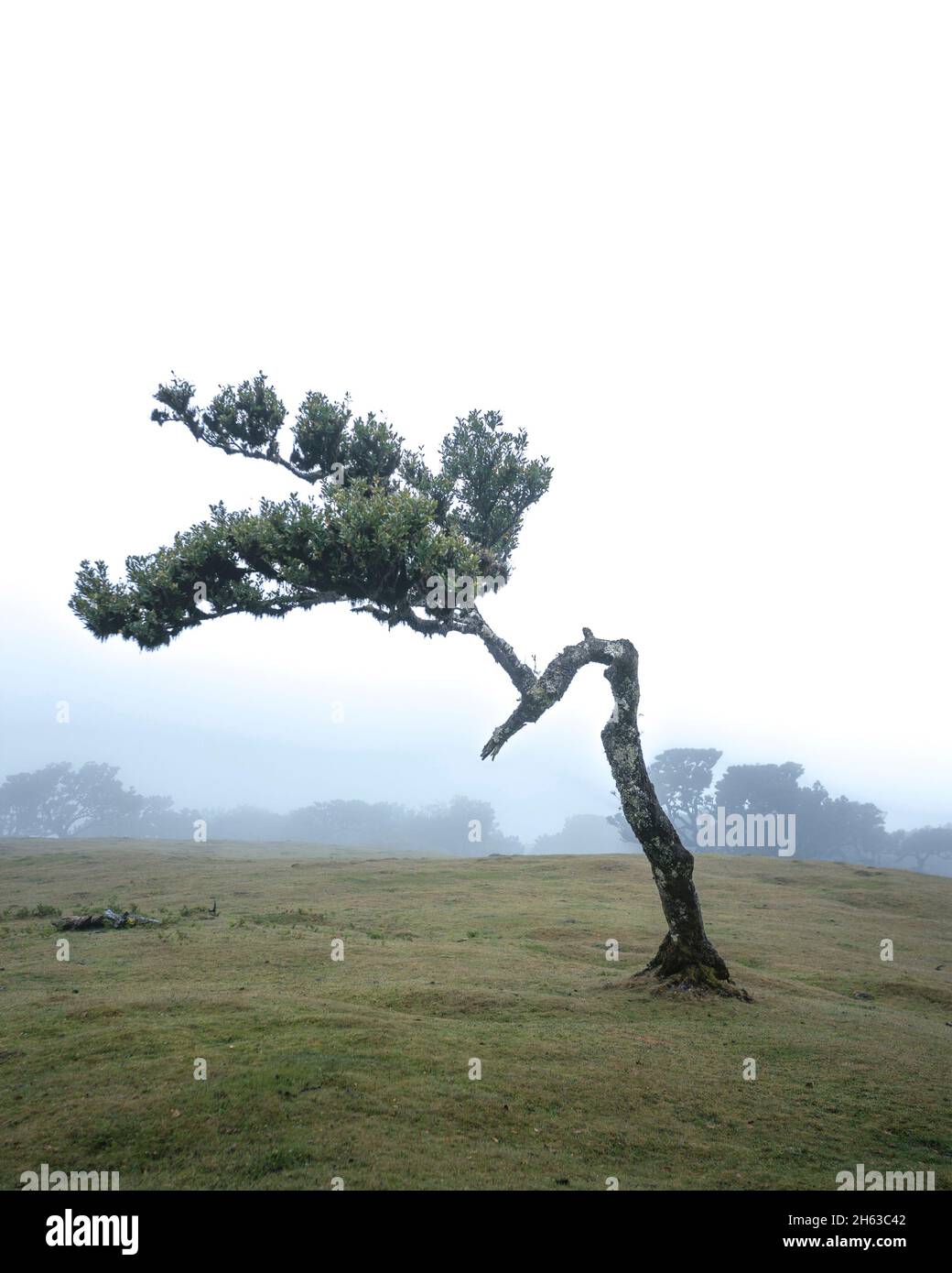 albero singolo nelle alture nebbia dell'isola di madeira. Foto Stock