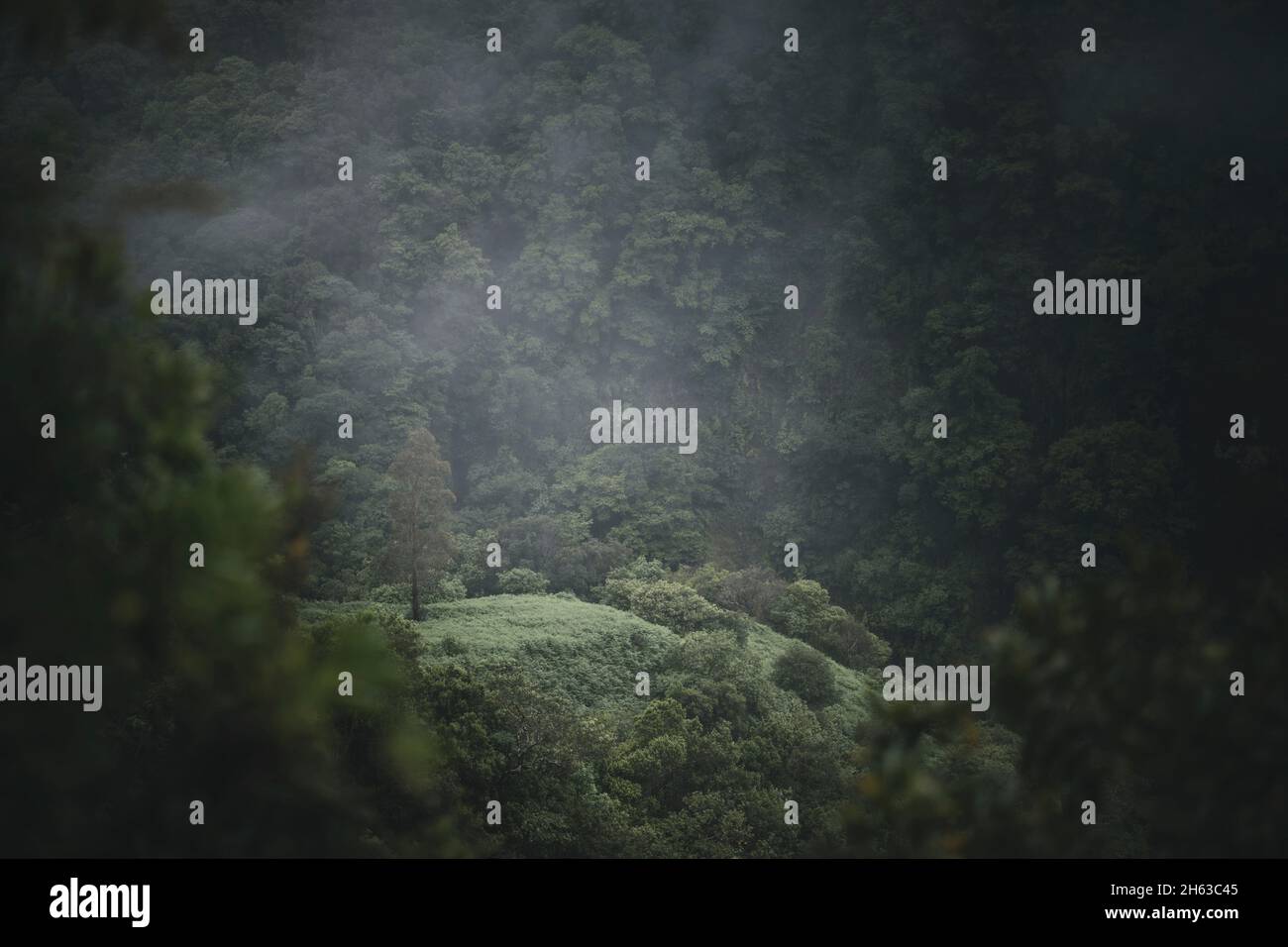nebbia nella foresta sull'isola di madeira. Foto Stock
