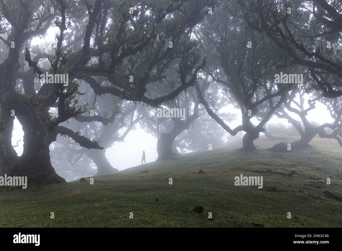 alberi di laurel ed escursionisti nelle alture nebbia dell'isola di madeira. Foto Stock