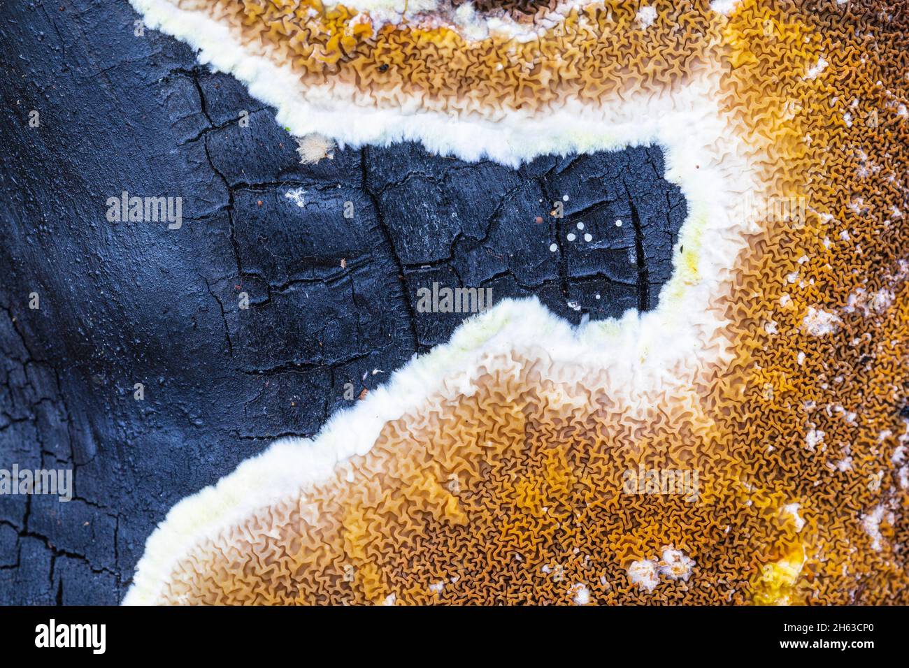 legno di carred e vegetazione fresca dopo un fuoco della foresta,immagine di sfondo Foto Stock