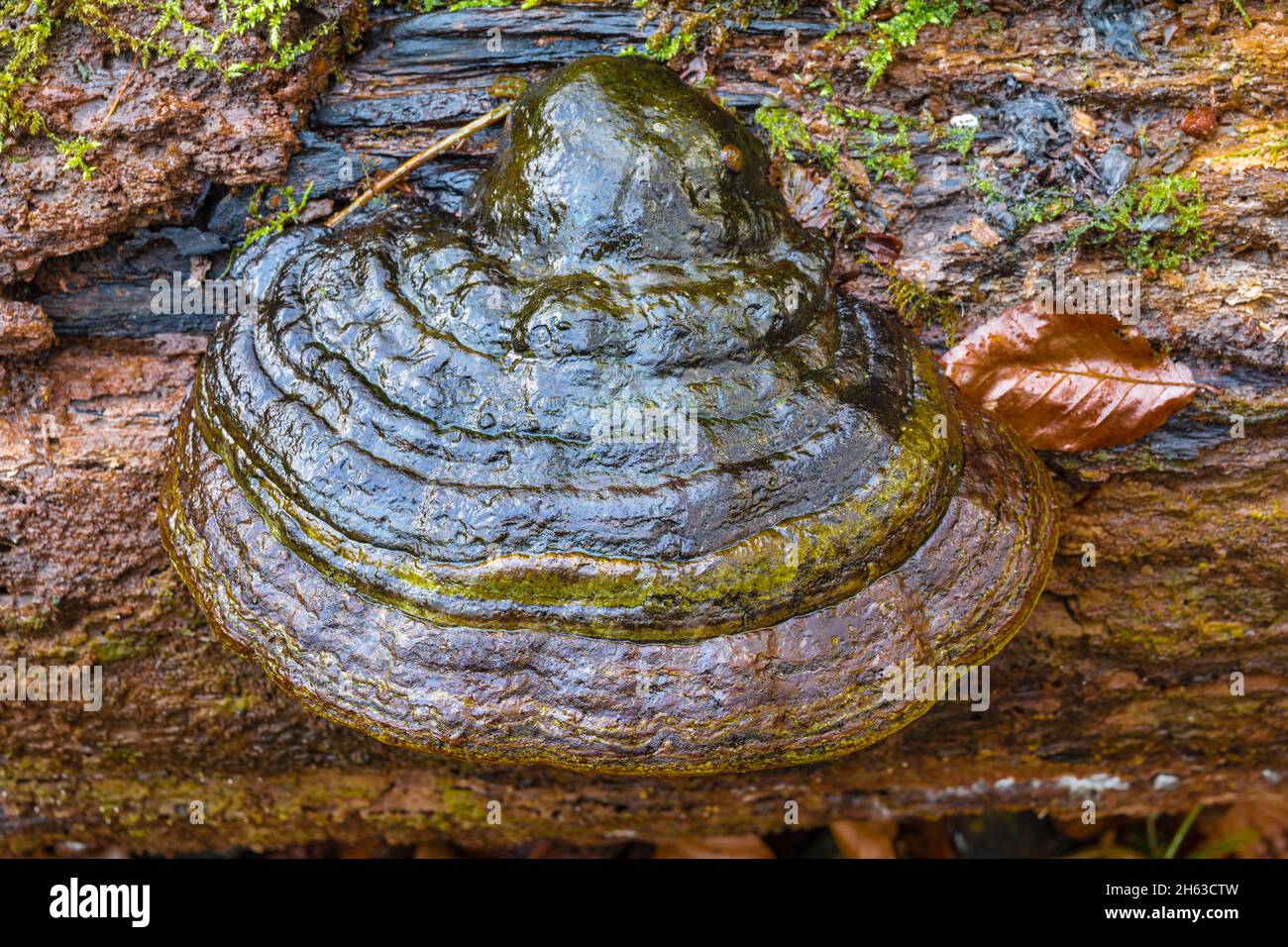 tinder fungus (fomes fomentarius), natura in dettaglio Foto Stock