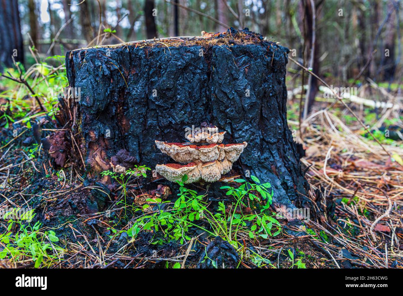 legno incantato e vegetazione fresca dopo un incendio boschivo Foto Stock