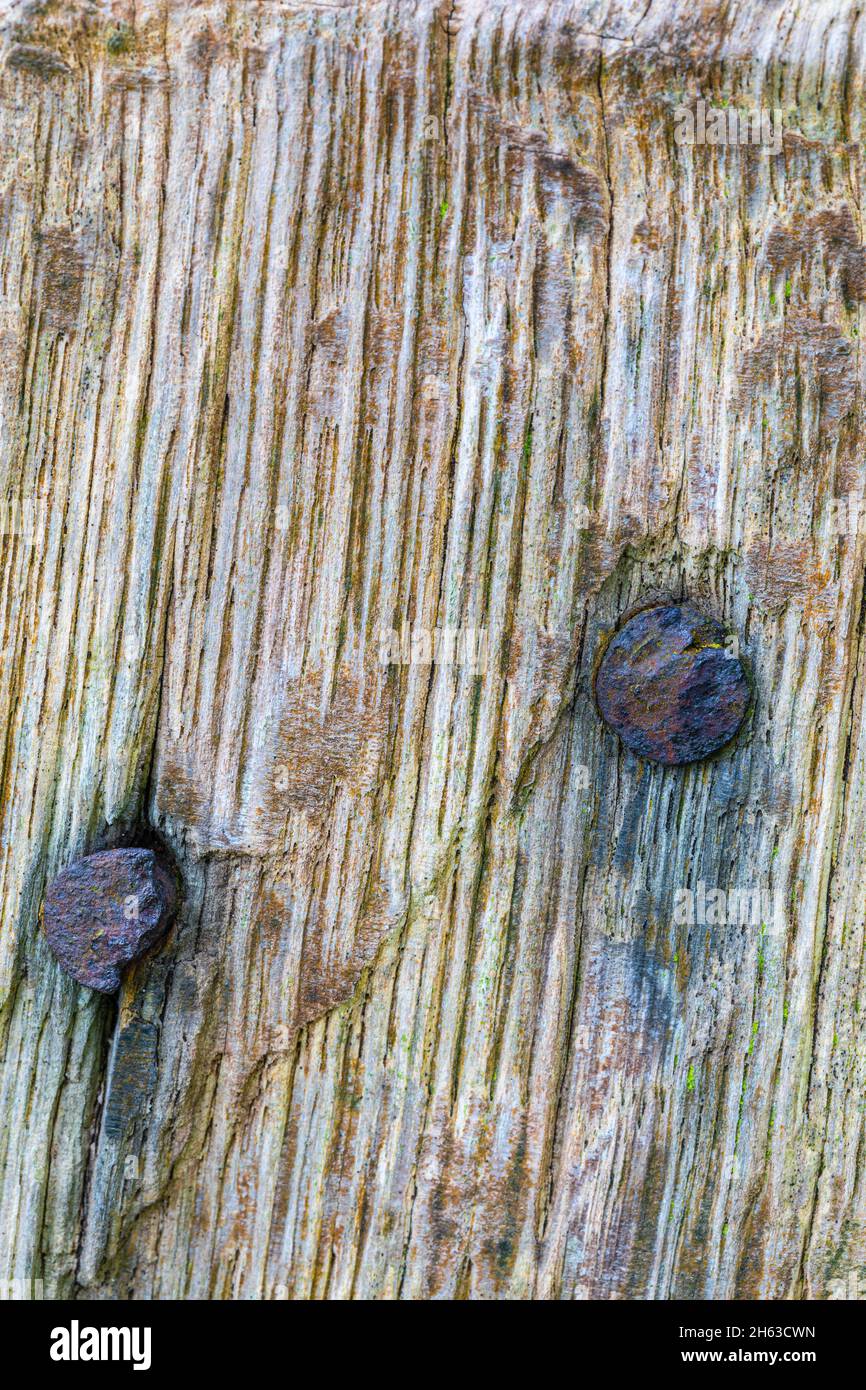 superficie di legno intemperie con chiodi arrugginiti, immagine di sfondo Foto Stock