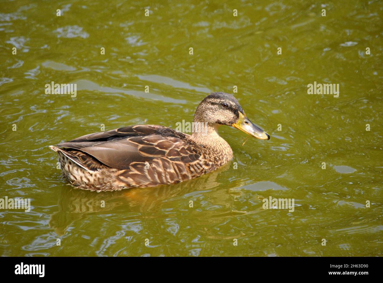 Femmina Mallard duck nuoto Foto Stock