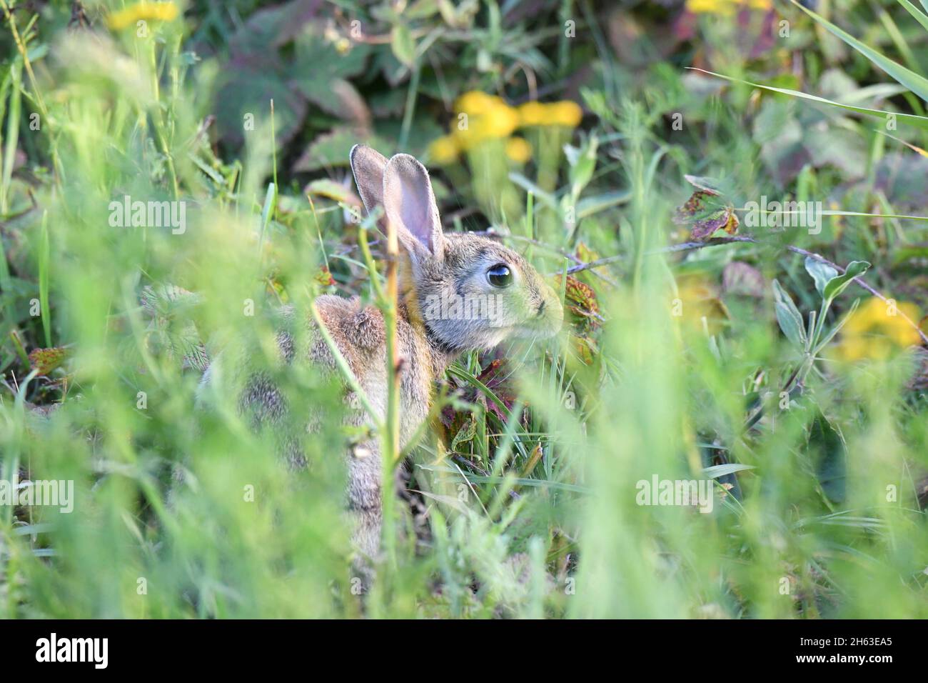 conigli Foto Stock