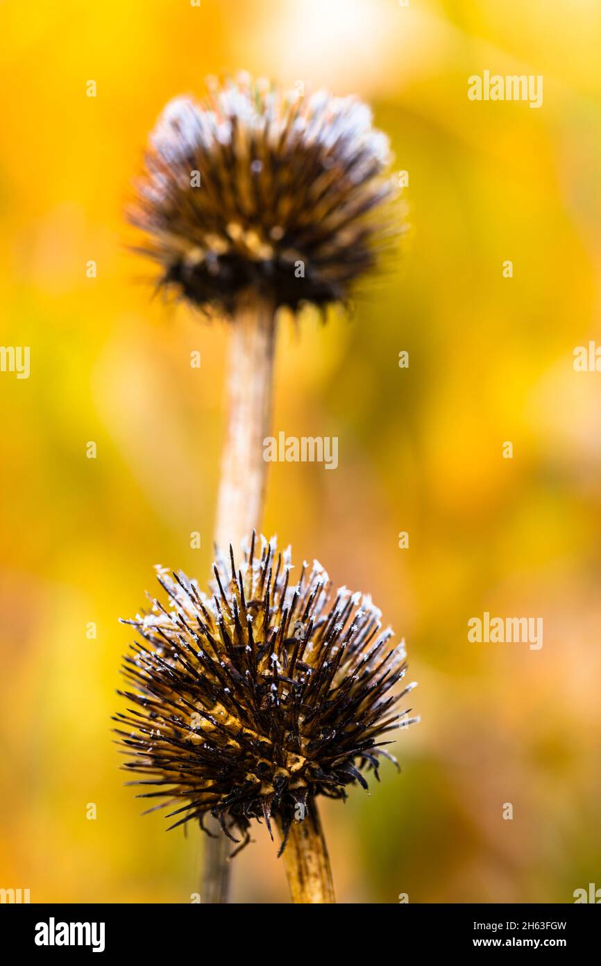 fiore appassito di rudbeckia fulgida goldsturm o coneflower con gelo di budello Foto Stock