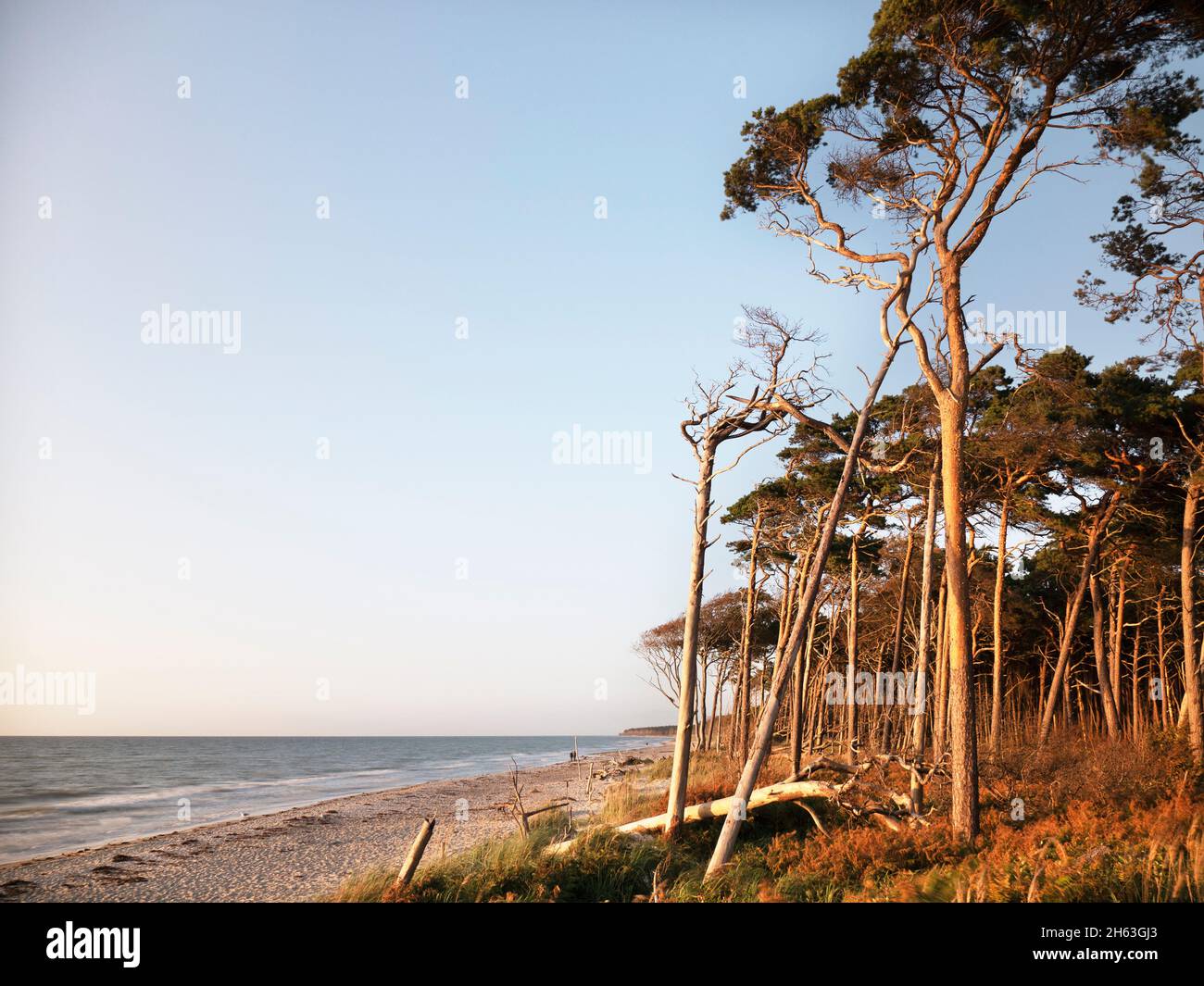 tronchi di alberi morti su darßer weststrand al tramonto Foto Stock