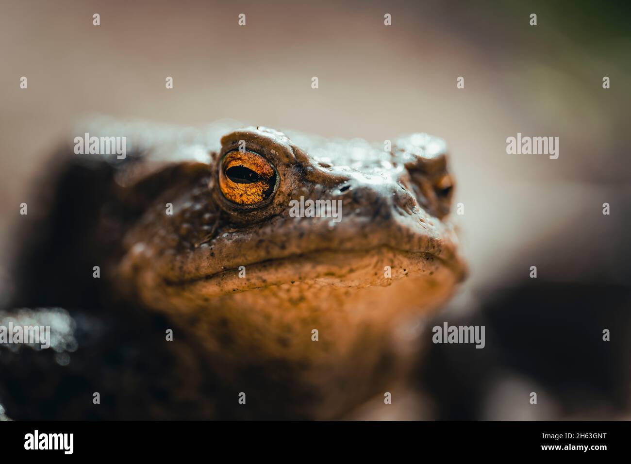 toad in movimento Foto Stock