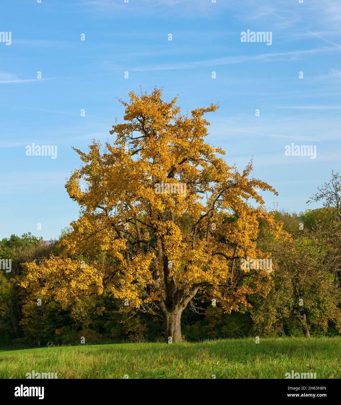 germania,baden-wuerttemberg,altenriet,pera con foglie autunnali su un prato di frutteto Foto Stock