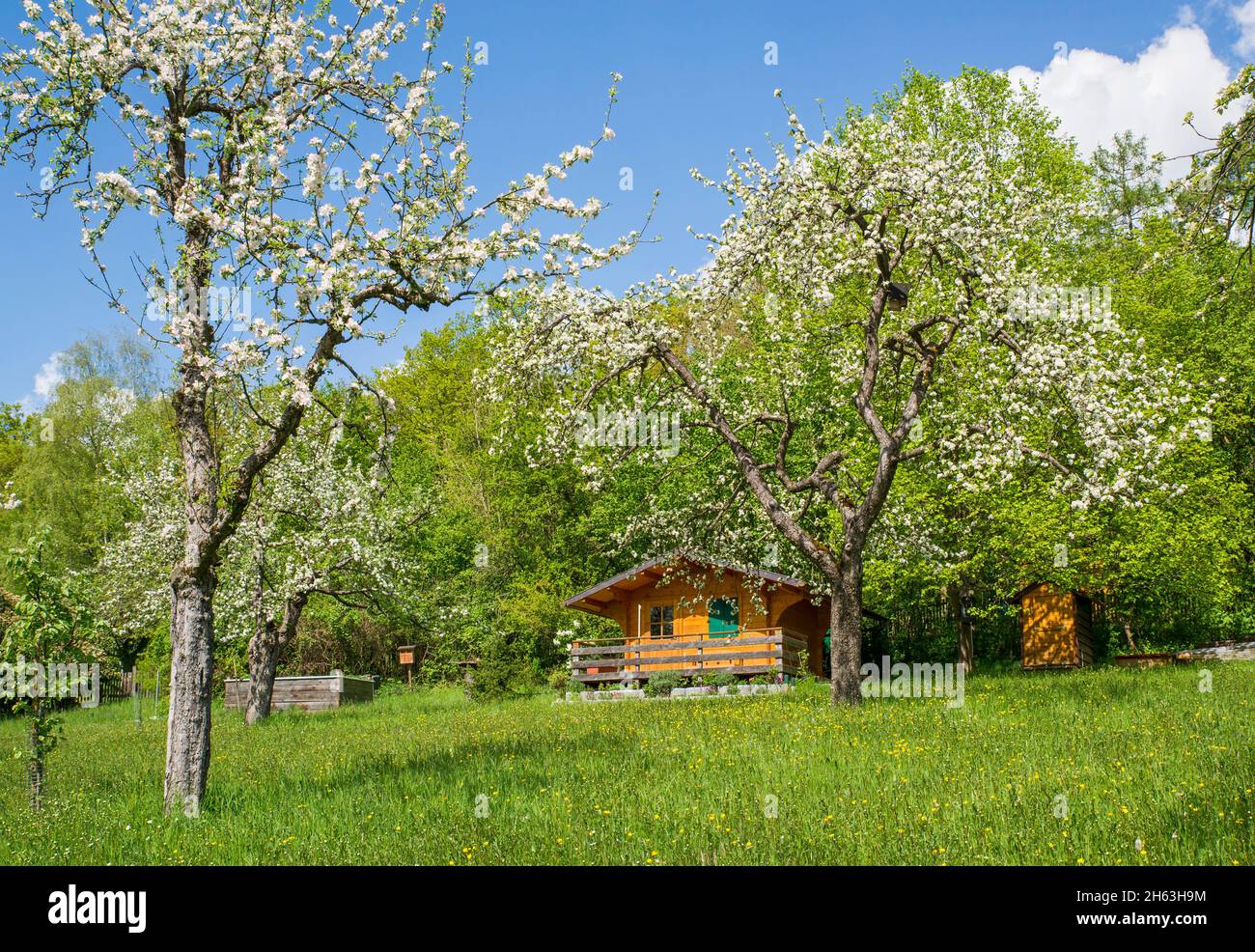 orchard con casa estiva e melo in fiore Foto Stock