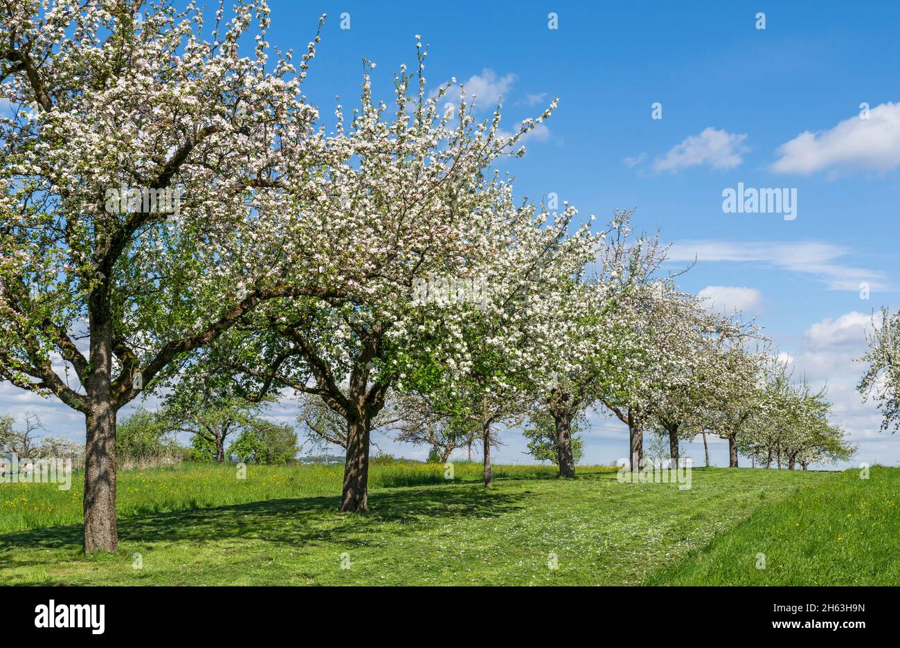 matto frutteto con alberi di mela in fiore Foto Stock