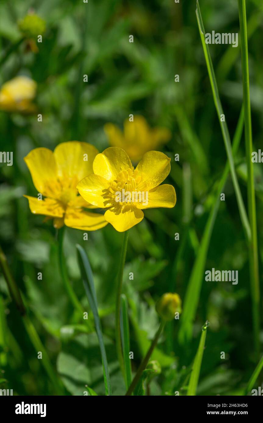 germania,baden-wuerttemberg,coppa del siero,fiore del prato,fiore giallo,ranunculaceae famiglia del bicchiere,velenoso,ranunculus acris. Foto Stock