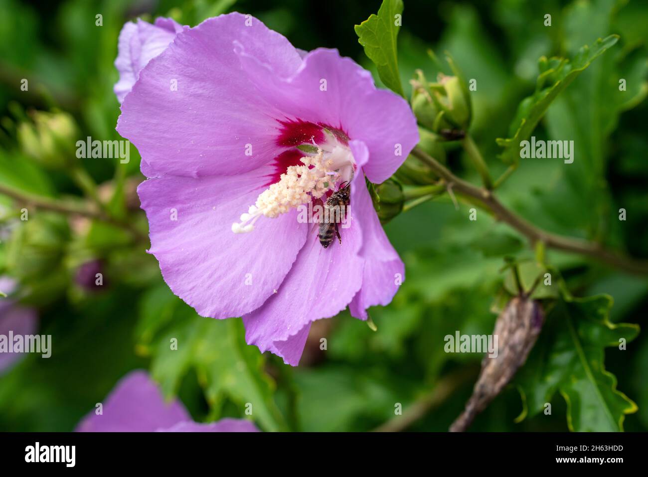 l'ibisco (ibiscus siriacus), noto anche come rosa dolce, marshmallow siriano, falco da giardino o fiore da festa, appartiene al genere ibiscus della famiglia delle mallattole, è originario della cina, ma è coltivato nella maggior parte delle regioni con un clima tropicale a temperato. Foto Stock