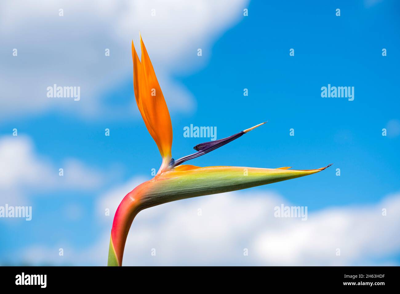 germania, uccello del paradiso, strelitzia reginae, detto anche strelitzia del re, strelitzia della regina o fiore di pappagallo. l'uccello del paradiso fiore si trova in sud africa nella provincia del capo, dove cresce sulle rive del fiume e nelle radure forestali. Foto Stock