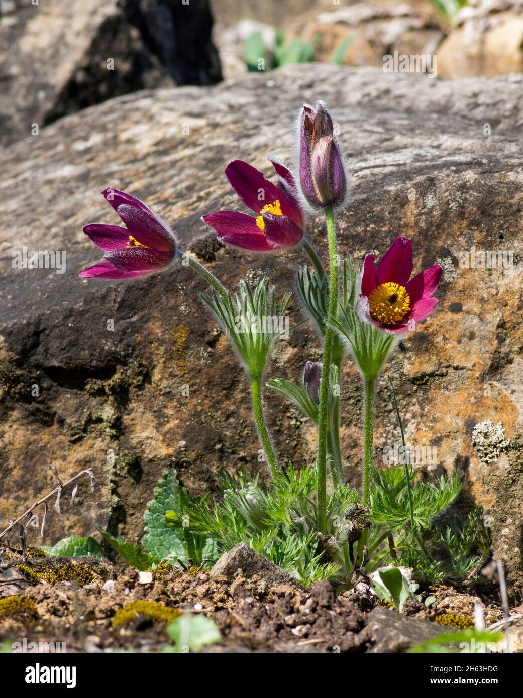 germania,baden-wuerttemberg,tuebingen,fiore rosso di pasque,pulsatilla rubra Foto Stock