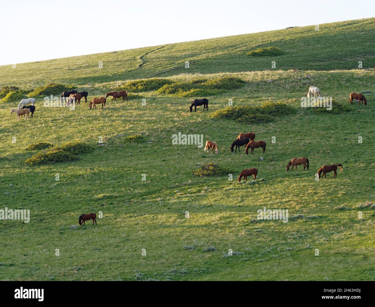 american west, dude ranch, cavalli al pascolo in collina, usa, wyoming, sheridan, eaton ranch Foto Stock