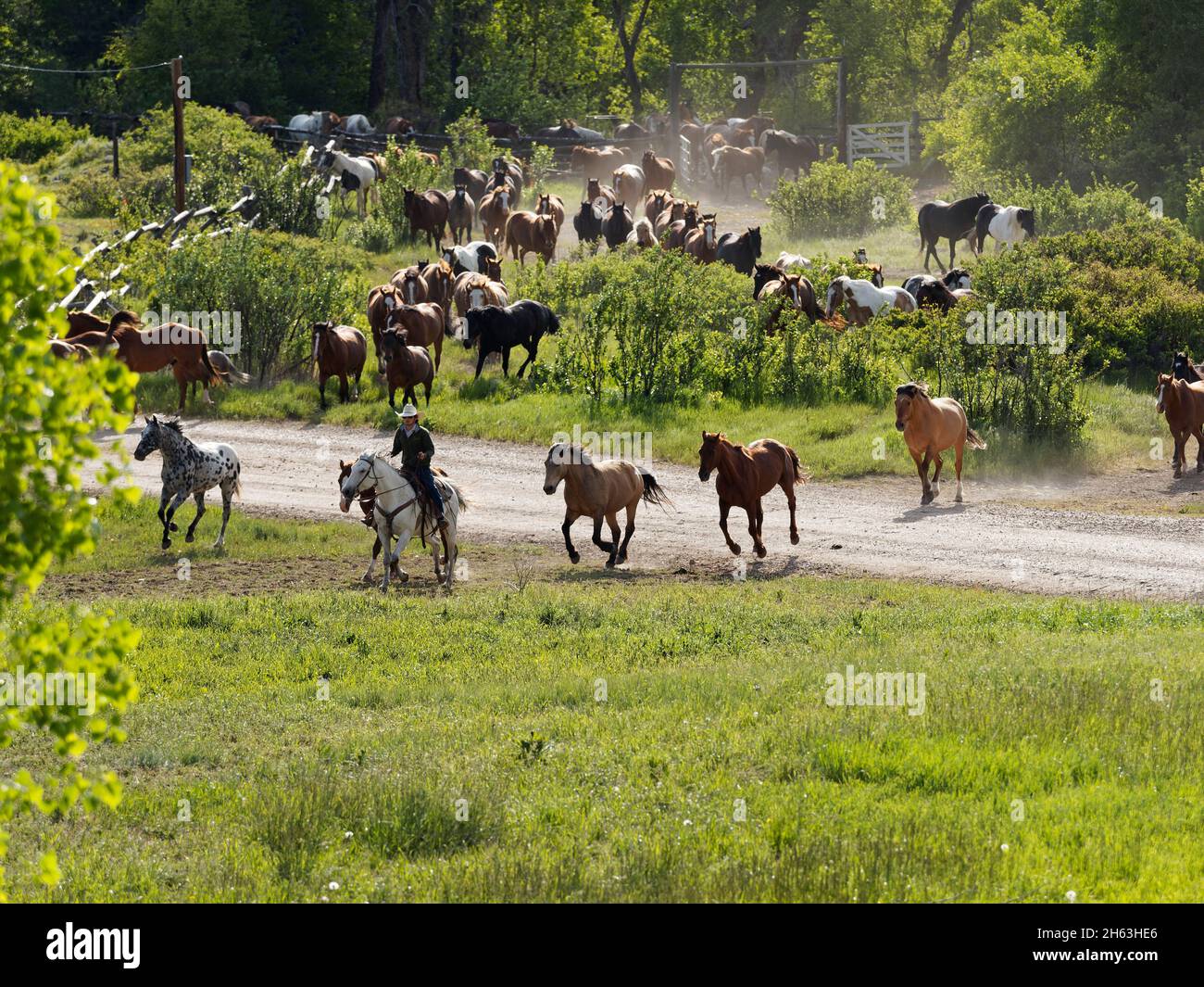 ovest americano, ranch del dude, roundup del cavallo del mattino, cavalli da corsa, stati uniti, wyoming, sheridan, ranch di eaton Foto Stock