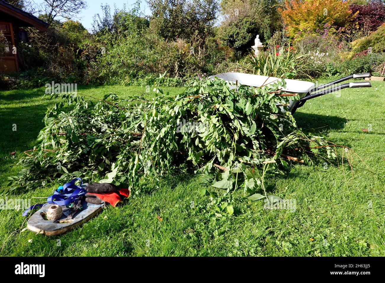 Strauch- und Baumschnitt im Herbst - abgeschnittene Äste werden auf dem Rasen gesammelt Foto Stock