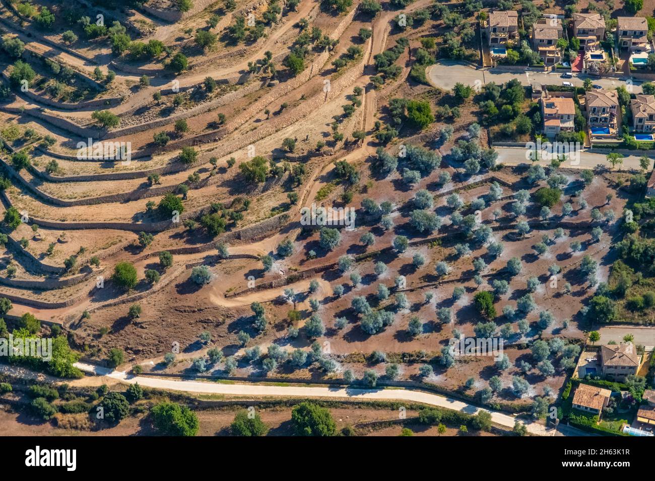vista aerea, alberi di mandorle in fiore nel paesaggio terrazzato, valldemossa, mallorca, isole baleari, spagna Foto Stock