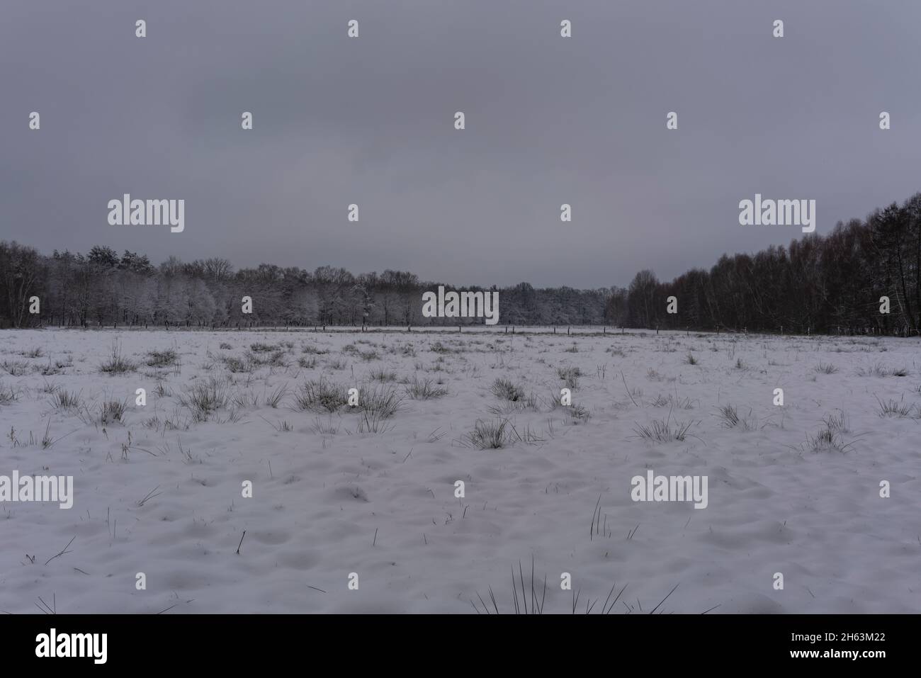paddock vacca vuoto in inverno con molta neve, una foresta sullo sfondo Foto Stock