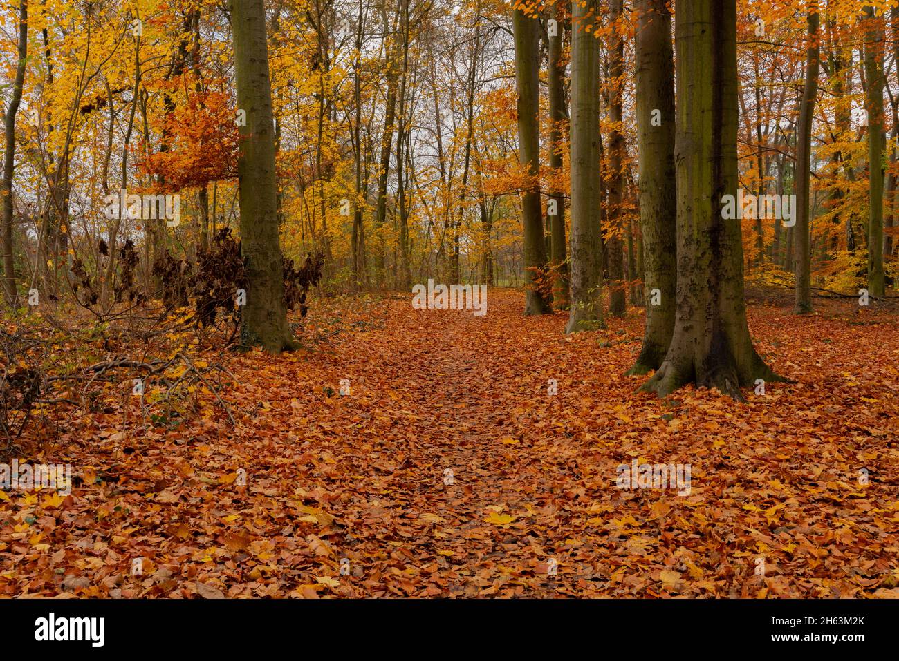 vecchio braccio del fiume in autunno nella foresta in germania, colori autunnali, pavimento della foresta pieno di foglie autunnali Foto Stock