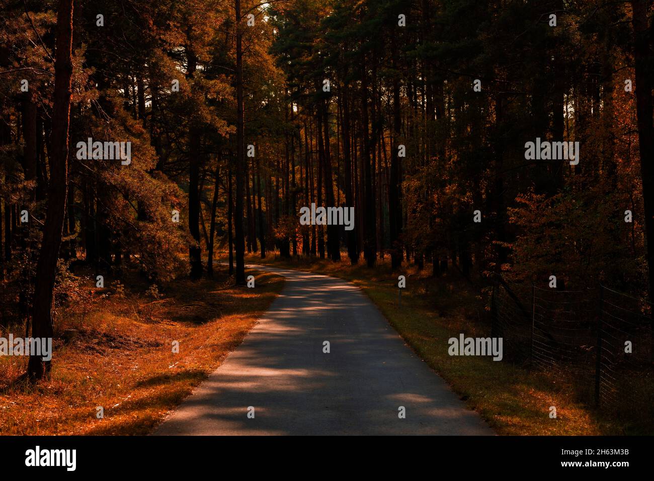 percorso ciclabile nel hebst in una giornata di sole, aspetto artificiale autunno Foto Stock