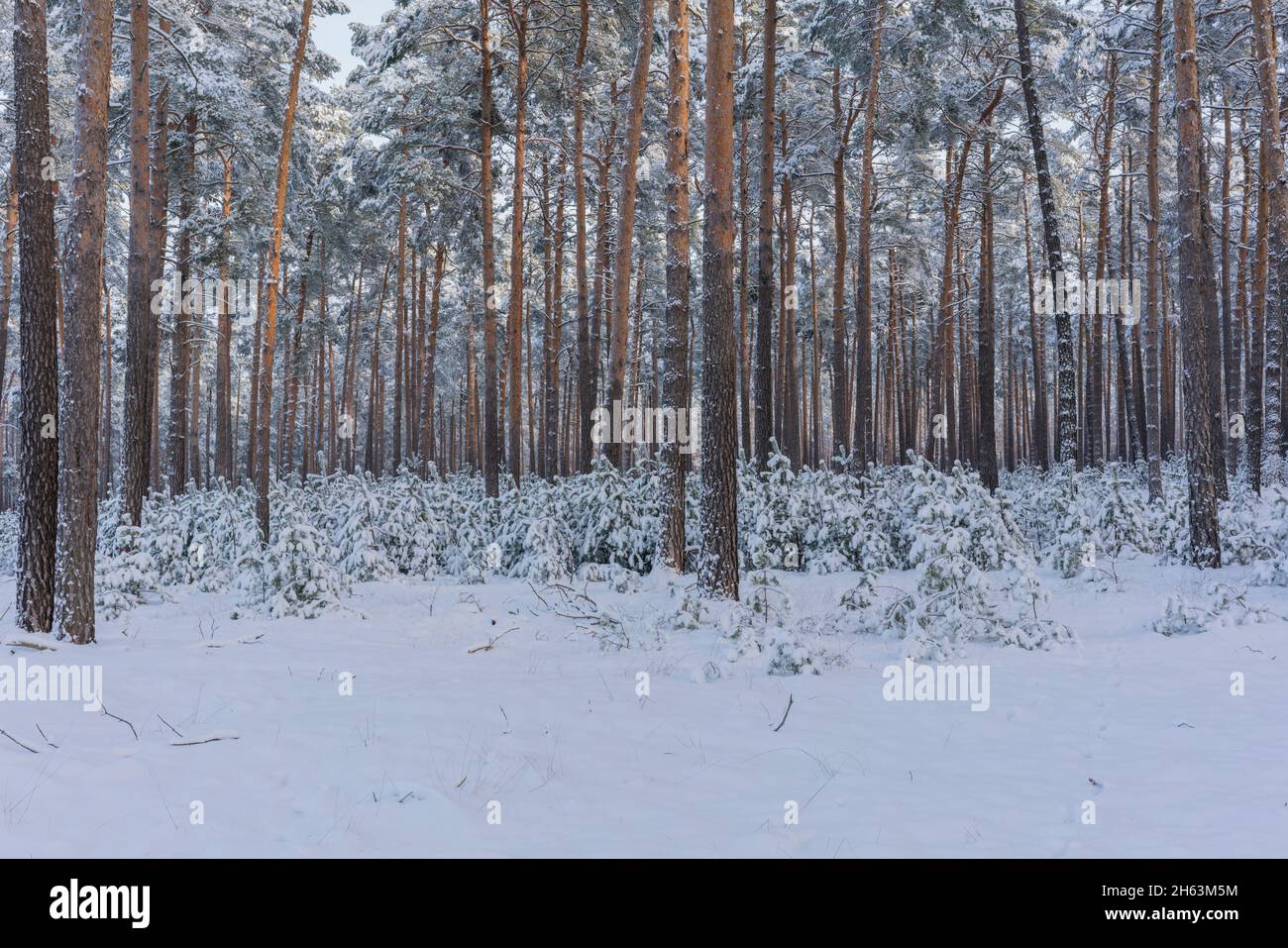 pineta in inverno con un sacco di neve, pini giovani e vecchi, alberi coperti di neve Foto Stock