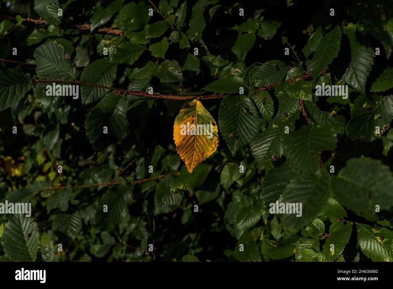 singola foglia gialla scolorita su un albero in autunno Foto Stock