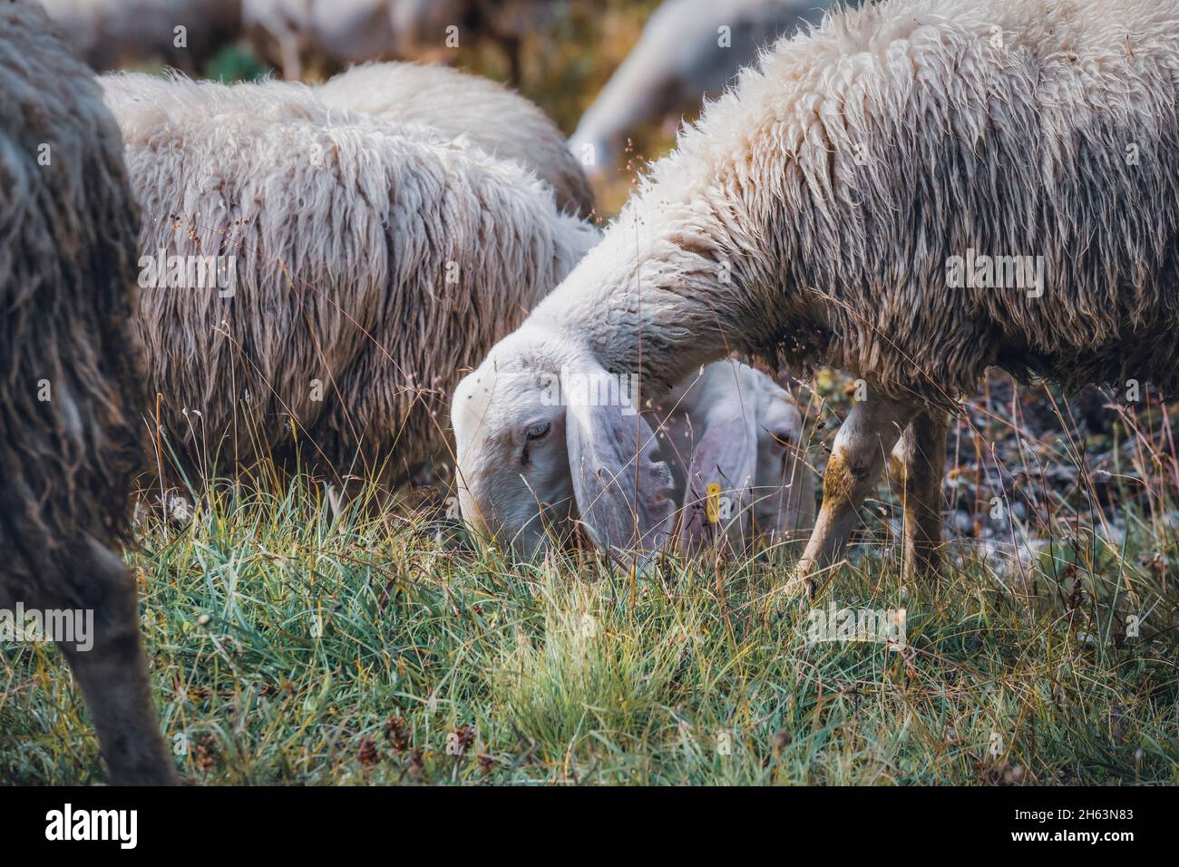gregge di pecore al pascolo in montagna,ambiente alpino,dolomiti,belluno,veneto,italia Foto Stock