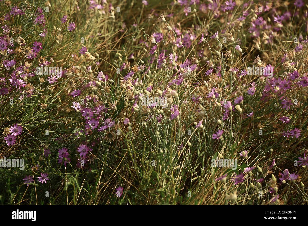 Sfondo naturale sfocato floreale. Fiori selvatici. Messa a fuoco selettiva soft. Foto Stock
