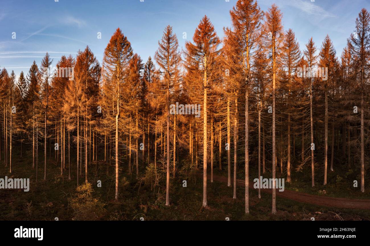 germania, turingia, masserberg, heubach, alberi morti, zona rennsteig, luce del mattino Foto Stock