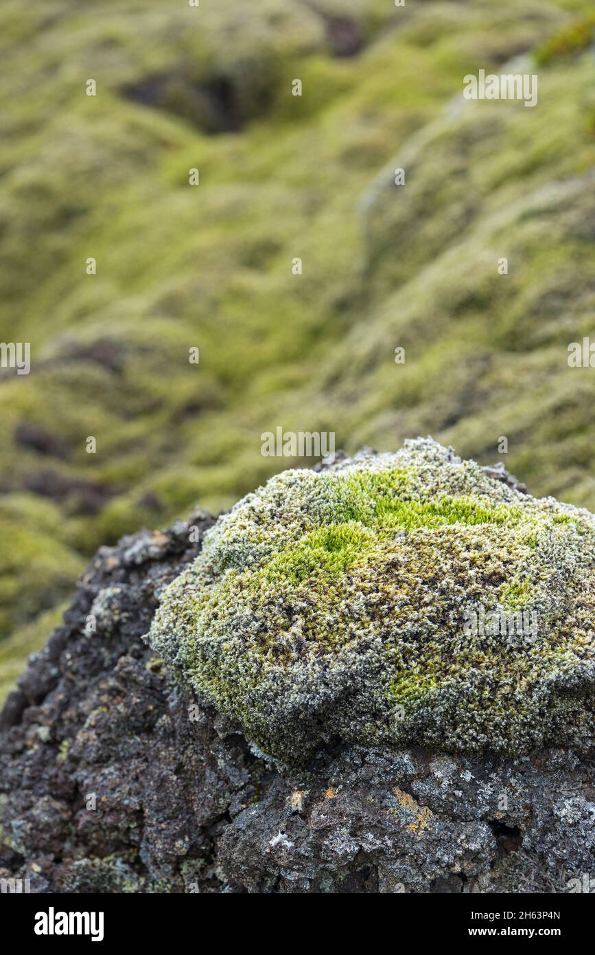 cuscini di muschio coprono la roccia lavica sulla penisola di reykjanes, islanda, islanda sud-occidentale Foto Stock