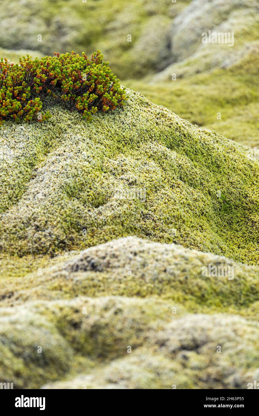 cuscini di muschio coprono la roccia lavica sulla penisola di reykjanes, islanda, islanda sud-occidentale Foto Stock