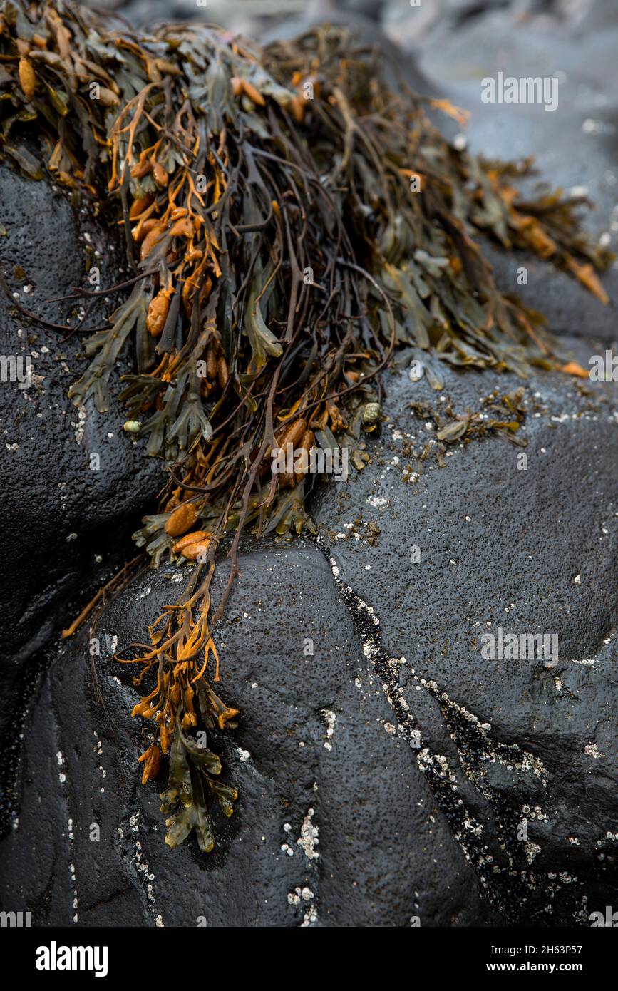 alghe su roccia lavica scura, costa vicino a hellnar, penisola di snæfellsnes, islanda, islanda occidentale Foto Stock