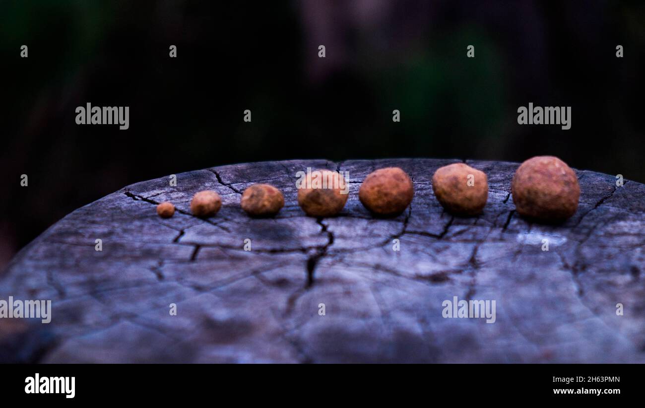 Piccole rocce arrotondate trovate ovunque in Blackwater Downs. Foto Stock