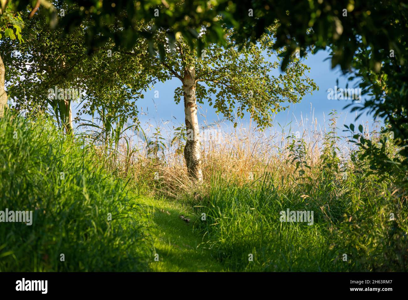 betulla su un prato selvatico. Foto Stock